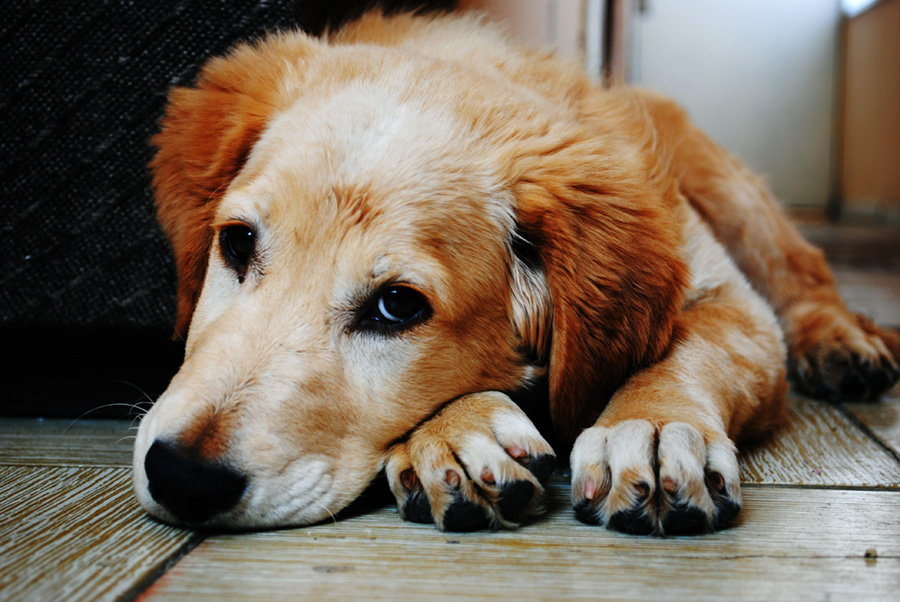 grief counseling pet loss grief counseling